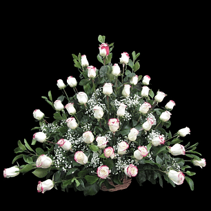 Arrimo de 48 rosas blancas con Borde rosa 