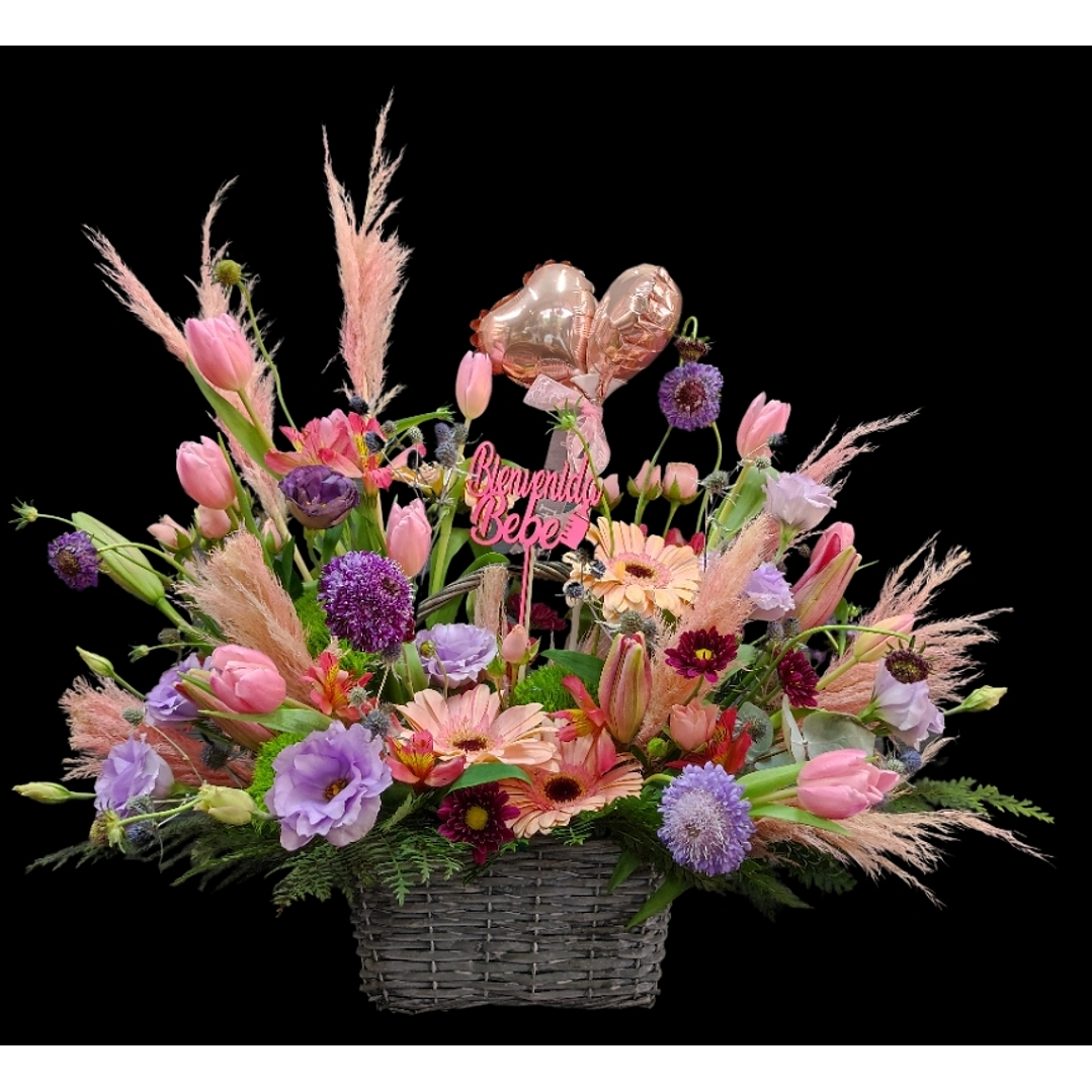 Bienvenida Coquette Nacimiento 1