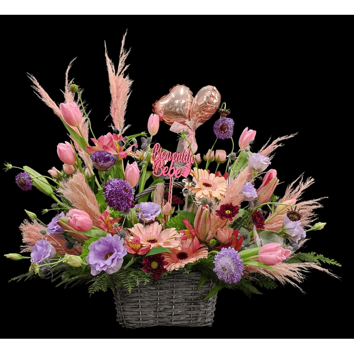 Bienvenida Coquette Nacimiento 1