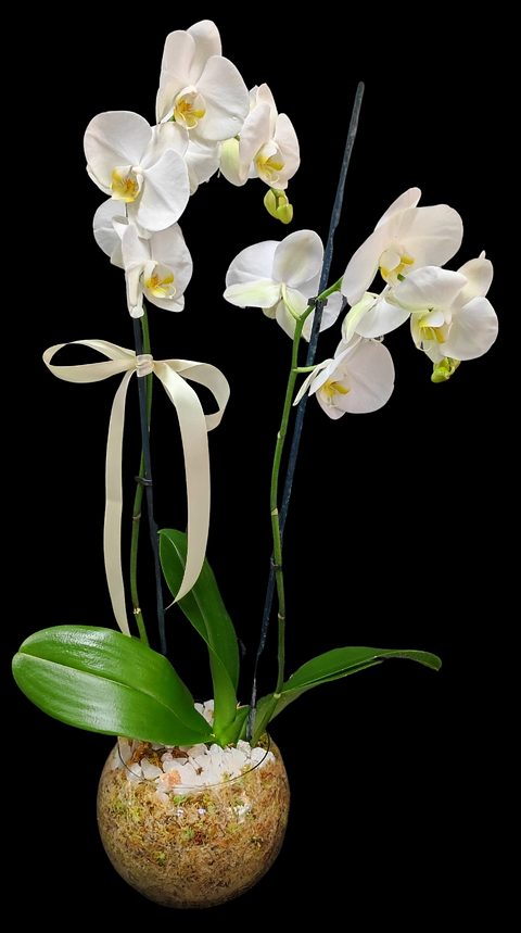 Orquídea Phalaenopsis blanca en pecera de doble vara floral