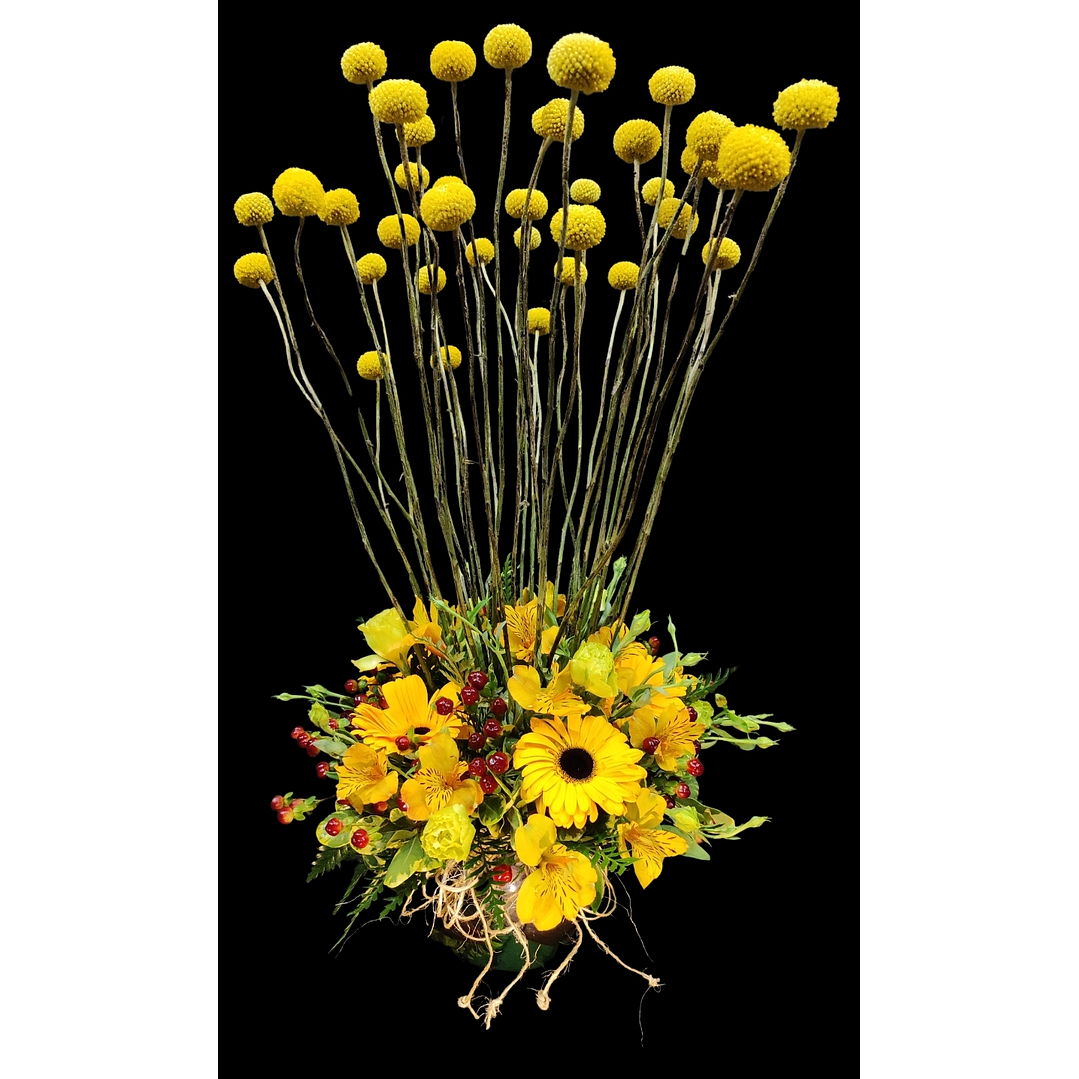 Pecera de craspedias  1