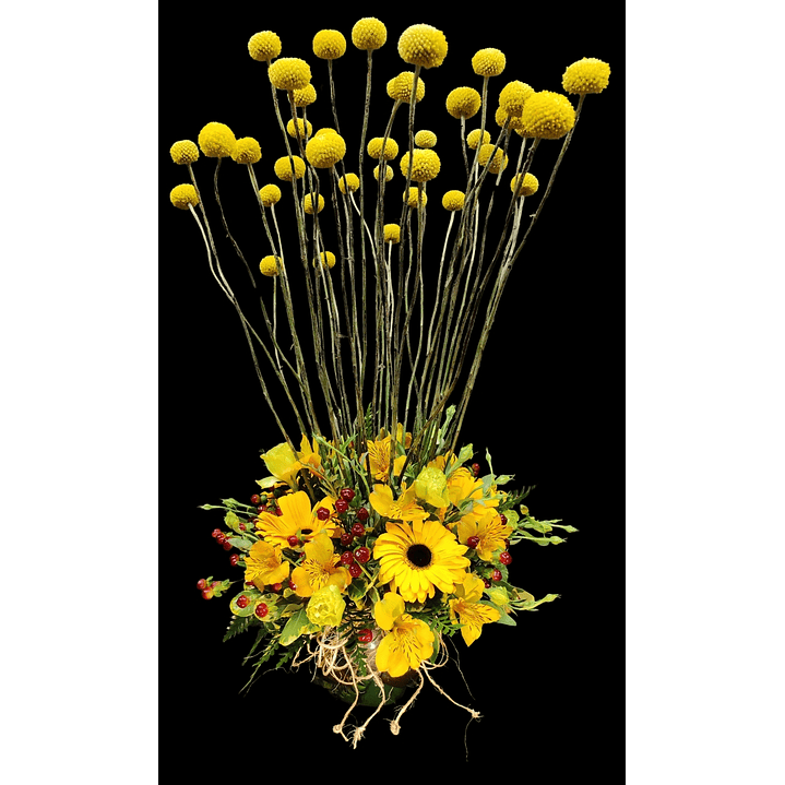 Pecera de craspedias  1