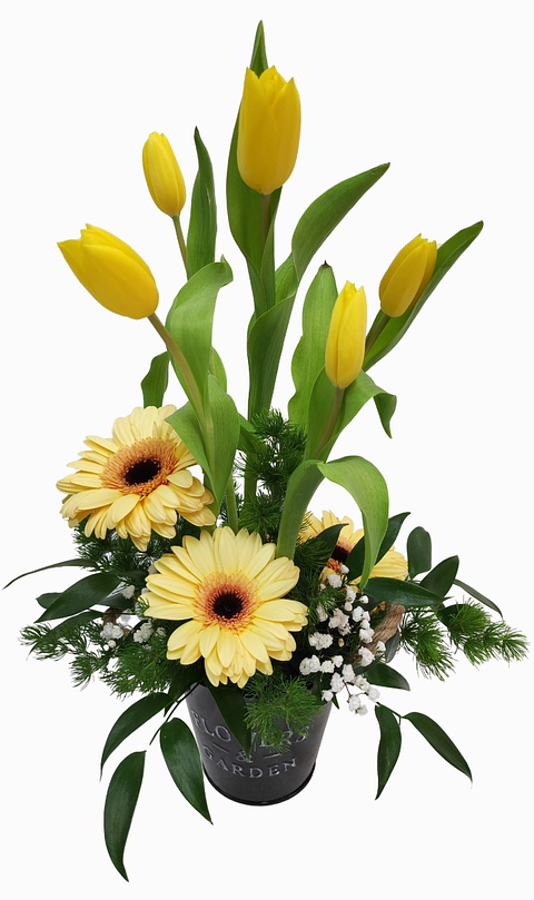 Balde mini de 5 tulipanes y gerberas 