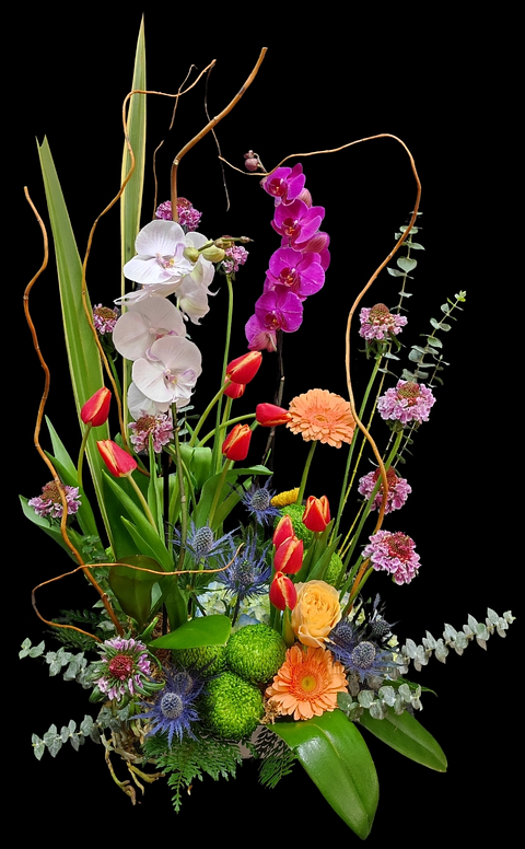 Jardín de orquídeas phalaenopsis 