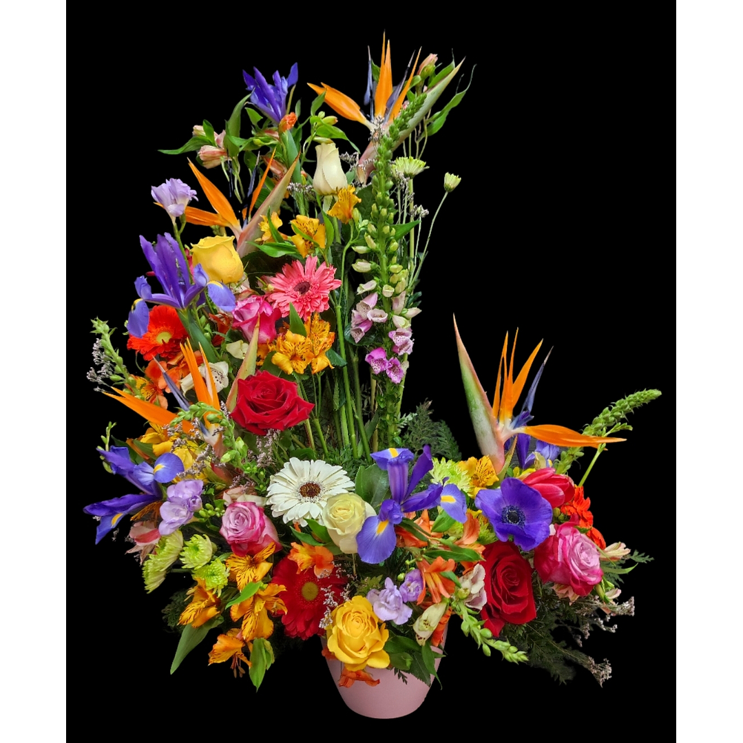 Caracola mixta  primavera 1