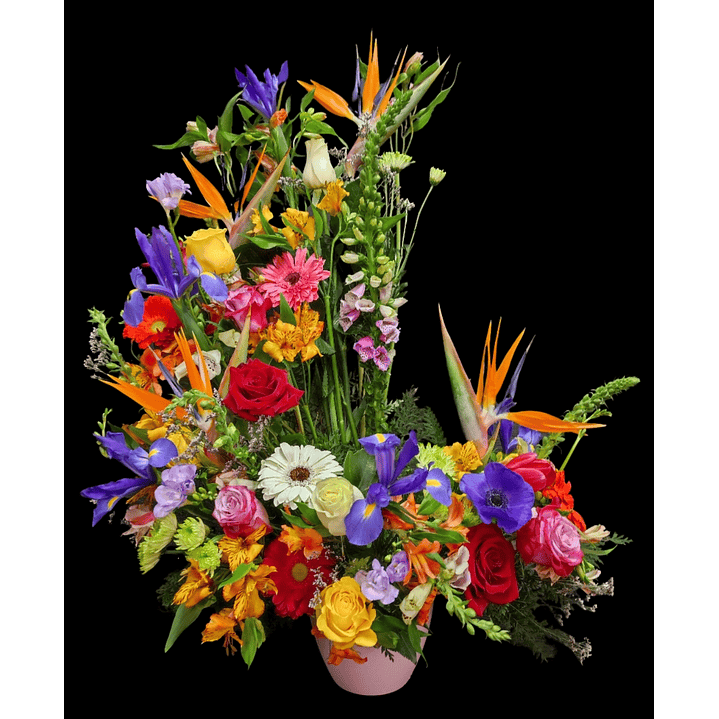 Caracola mixta  primavera 1