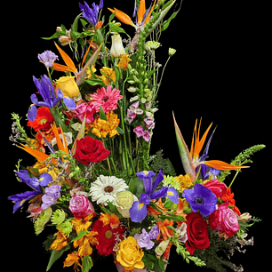 Caracola mixta  primavera