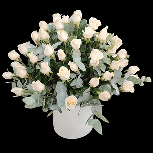 Maceta de 100 rosas blancas con eucaliptos