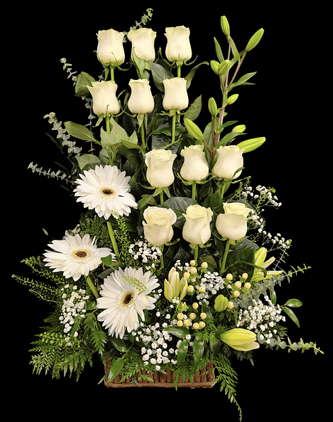 Paralelo de rosas blancas y gerberas 