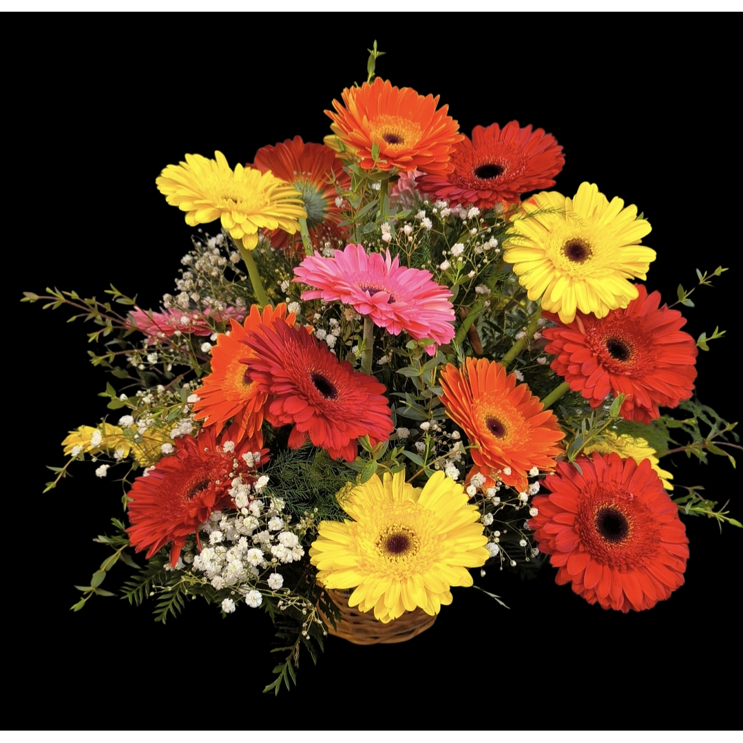 Cesta de gerberas multicolor  1