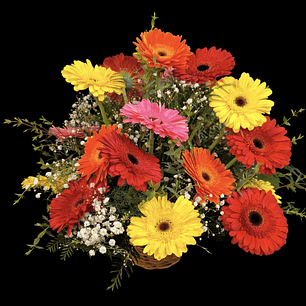 Cesta de gerberas multicolor 