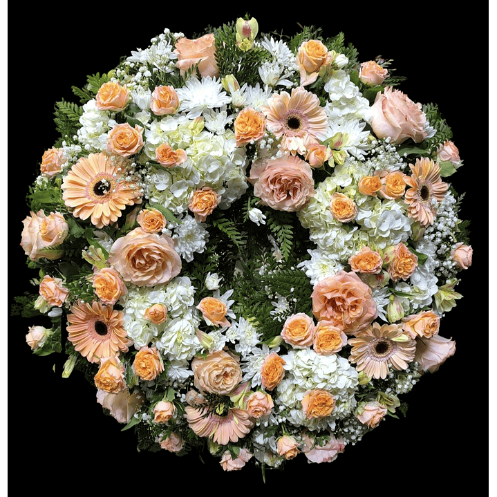 Corona peach perfect 1