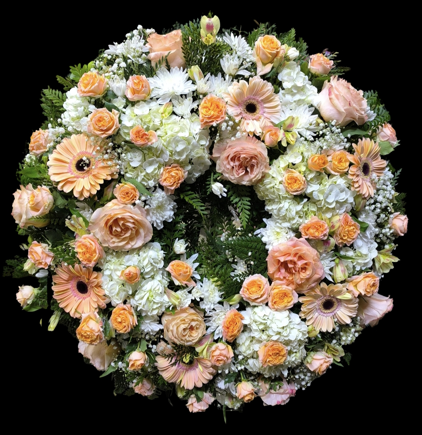 Corona peach perfect 1