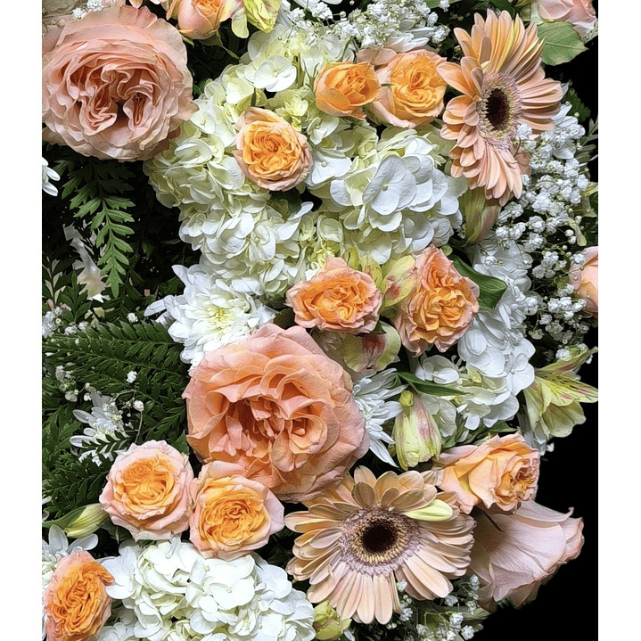 Corona peach perfect 2