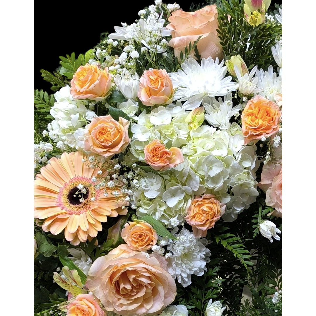 Corona peach perfect 3