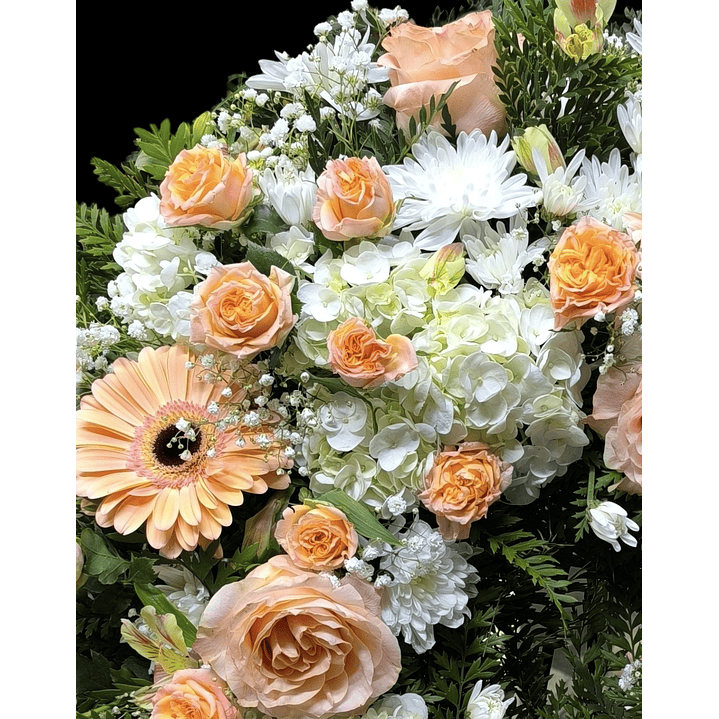 Corona peach perfect 3