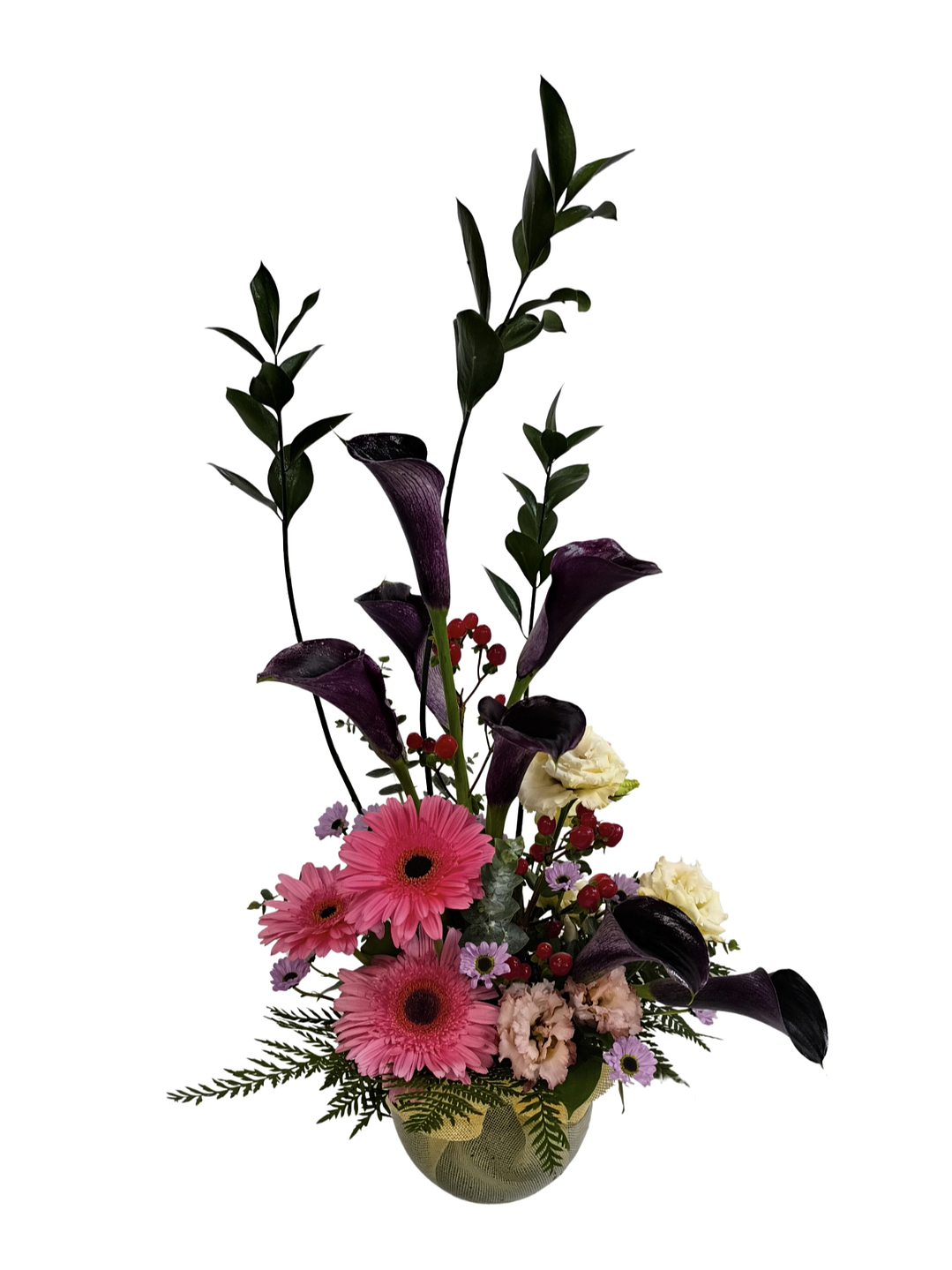 Pecera de calas glorious chocolate 1