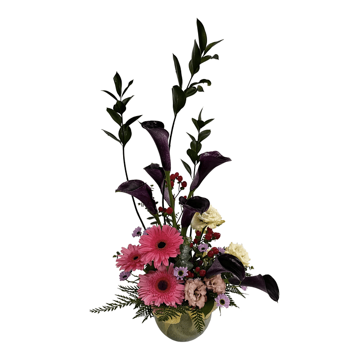 Pecera de calas glorious chocolate 1