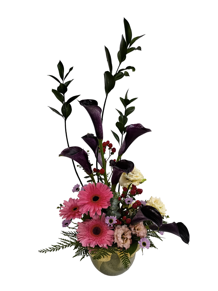 Pecera de calas glorious chocolate 1