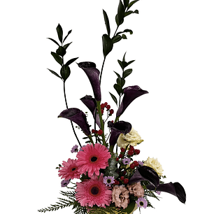 Pecera de calas glorious chocolate