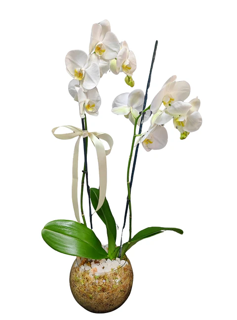 Orquídea Phalaenopsis blanca en pecera de doble vara floral