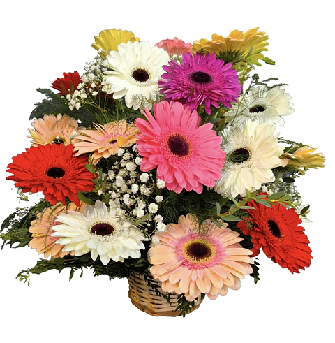 Cesta mixta gerberas 