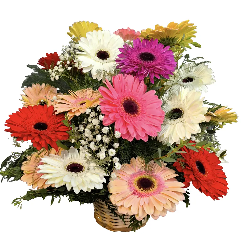 Cesta mixta gerberas  1