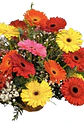 Cesta de gerberas multicolor  - Miniatura 2