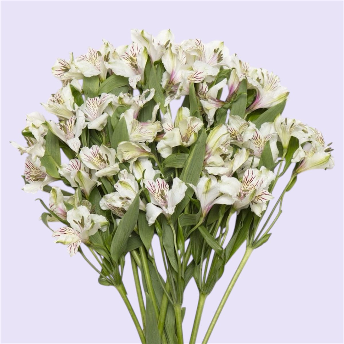 Ramo de Astromelias Blancas 10 varas 