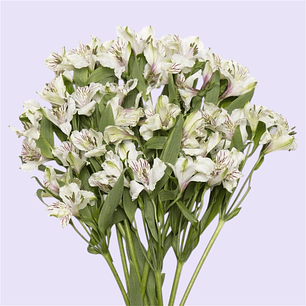 Ramo de Astromelias Blancas 10 varas 