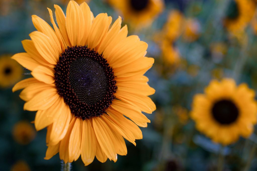 Cuidado de girasoles