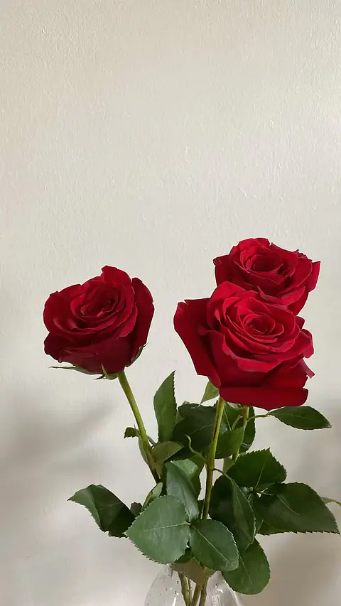 Rosa roja