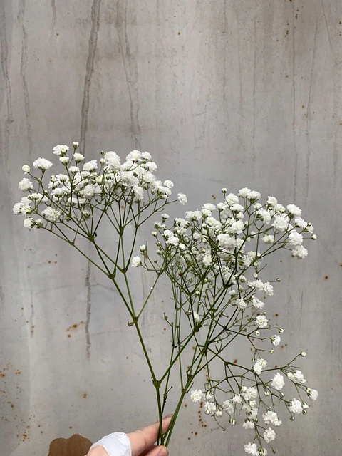 Gypsophila / Cada Tallo 