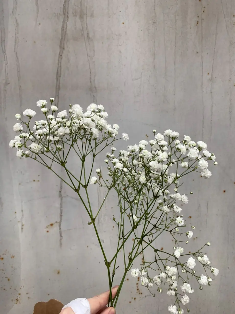 Gypsophila / Cada Tallo  1