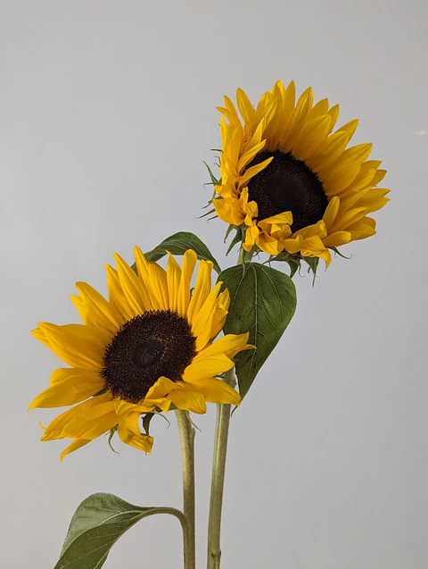 Girasol / 1 Tallo 