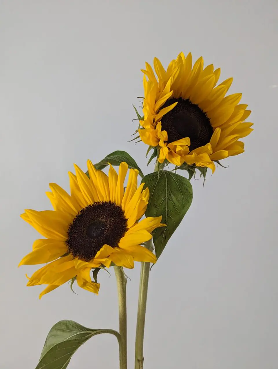 Girasol / 1 Tallo  1