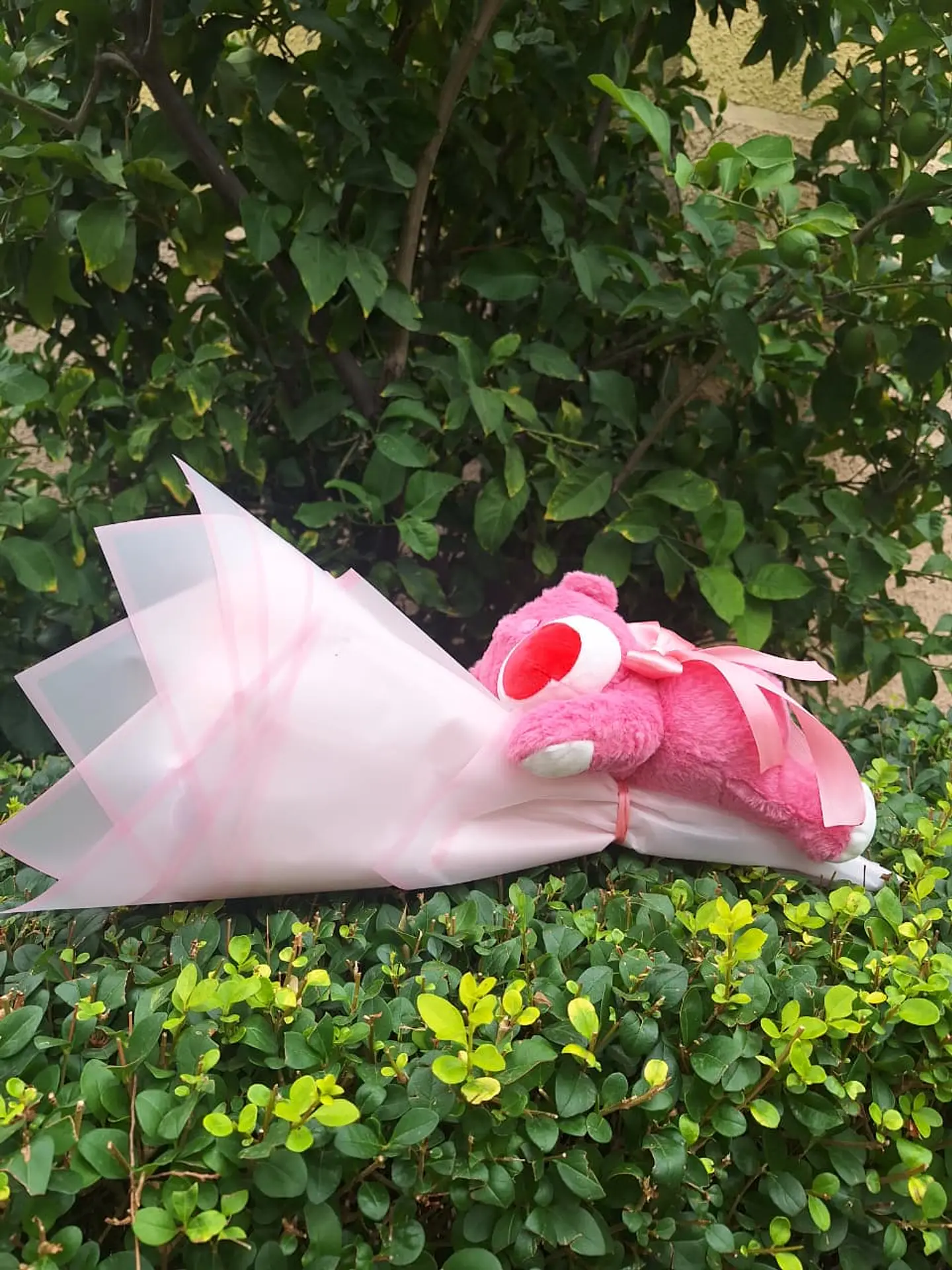 Minibuchon Lotso 1