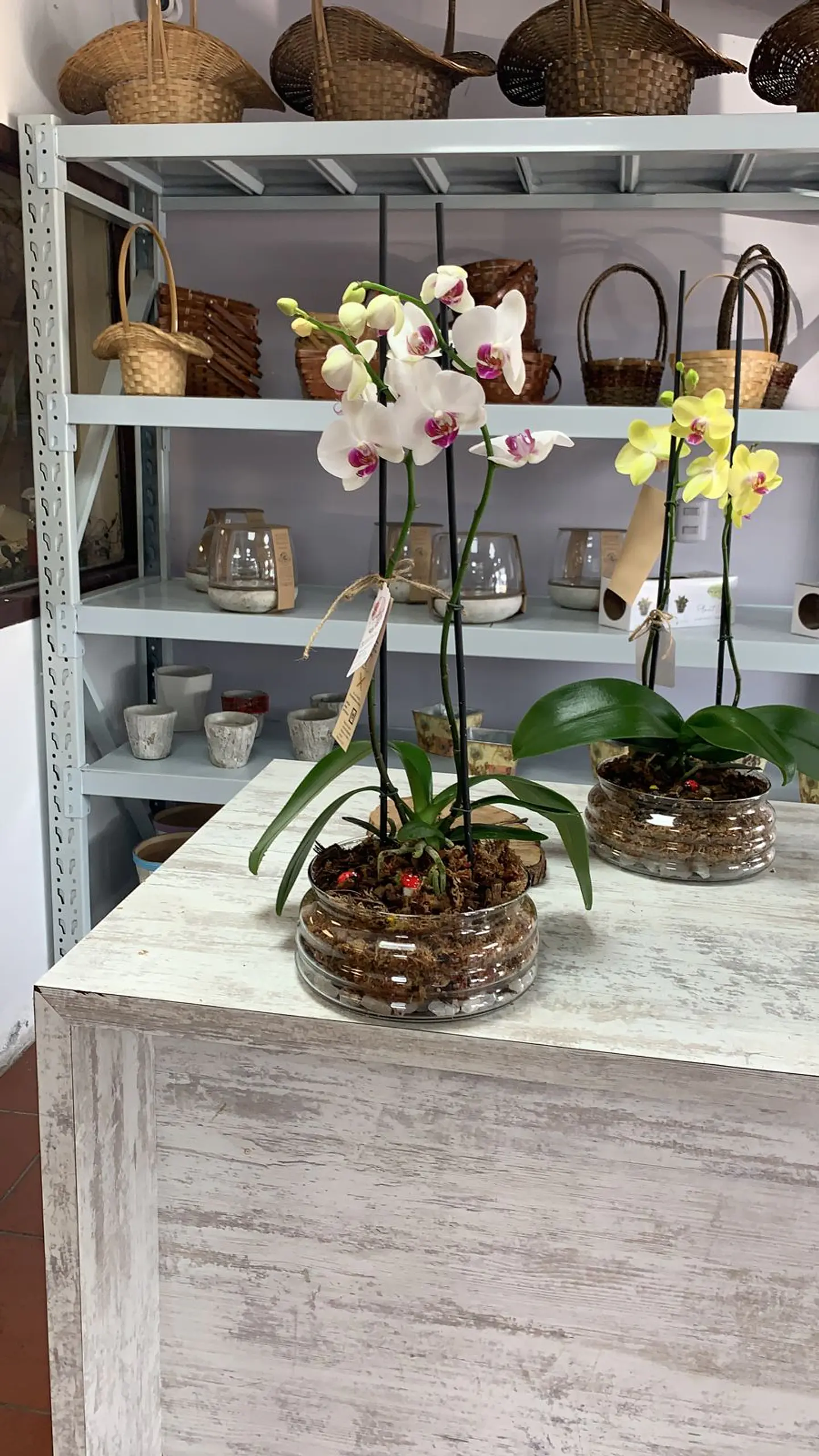 Orquidea en macetero  1