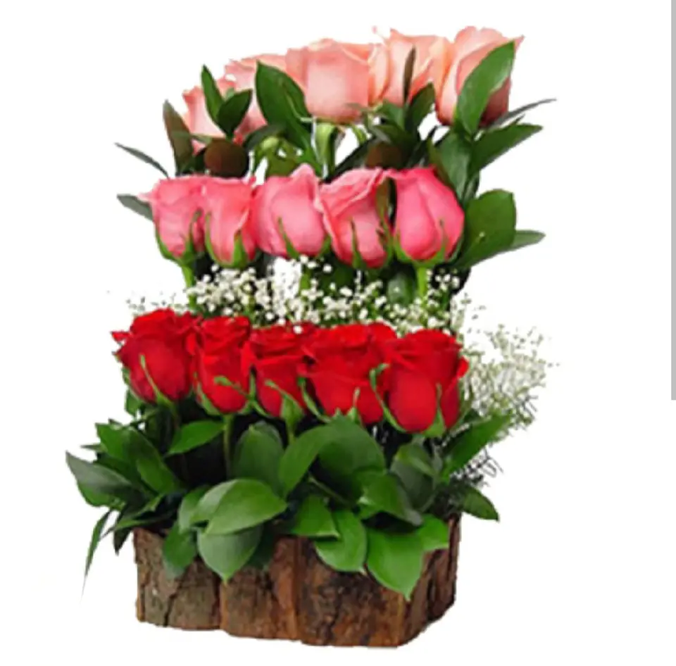 Arrimo de 15 Rosas Multicolor 1