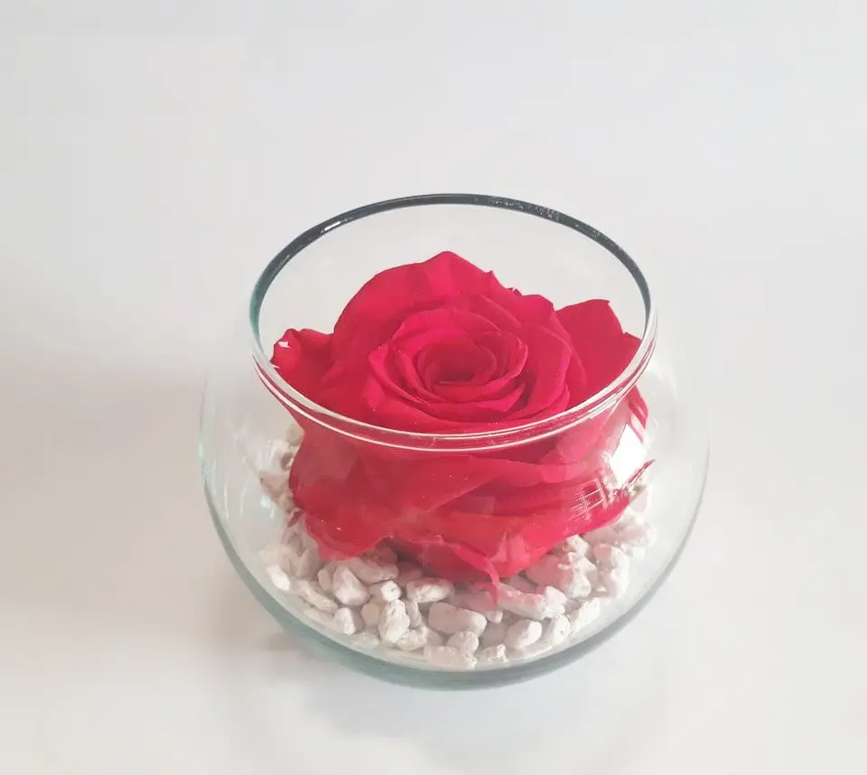 Rosa Eterna  1