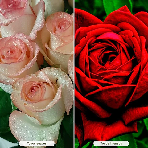 Rosa · Diseña con Laura