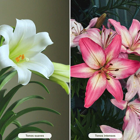 Lilium · Diseña con Laura