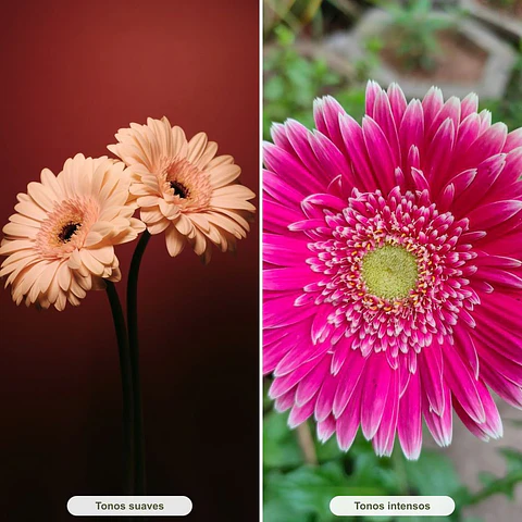 Gerbera · Diseña con Laura