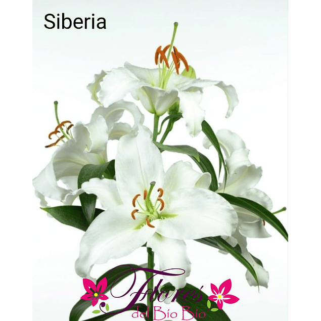 Pack LILIUM ORIENTAL (Bulbos).