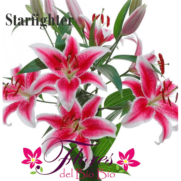 Pack LILIUM ORIENTAL (Bulbos).