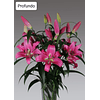 NUEVO Pack LILIUM ORIENTAL EXTRA GRANDE 