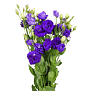 Pack Lisianthus (plantines)