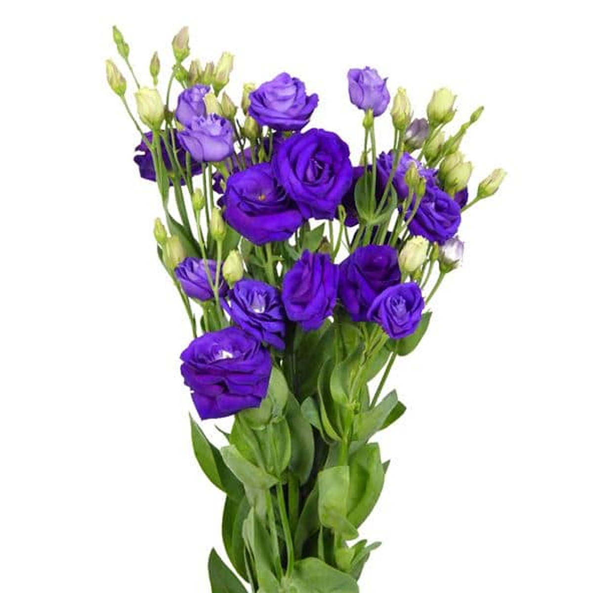 Pack Lisianthus (plantines)