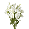 Pack Lisianthus (plantines)