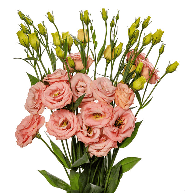 Pack Lisianthus (plantines)